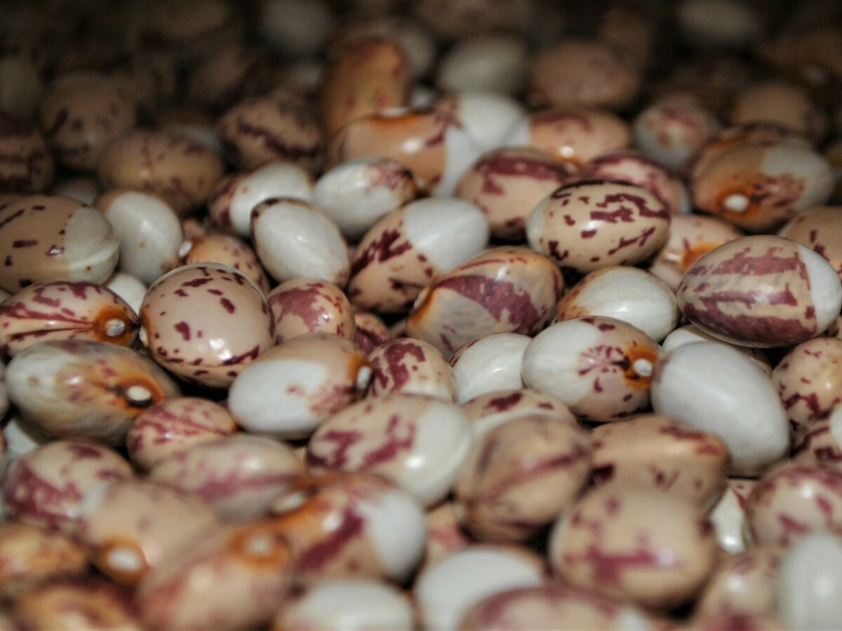 Coco Bi-coloured french climbing beans