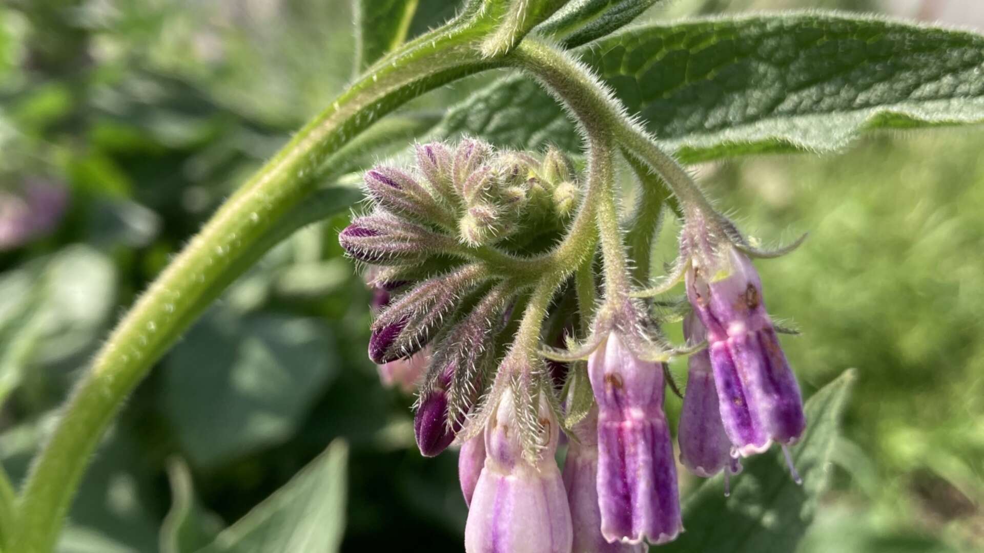 Comfrey Bocking 14 plant