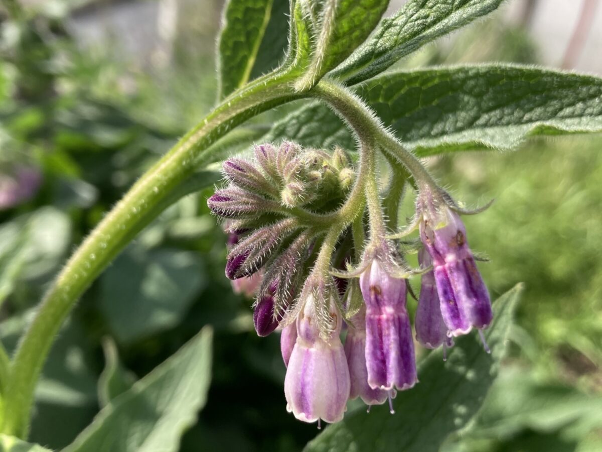 Comfrey Bocking 14 plant