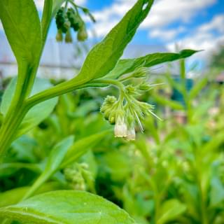 Common Comfrey in flower