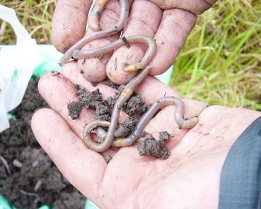 2 earthworms in soil being held