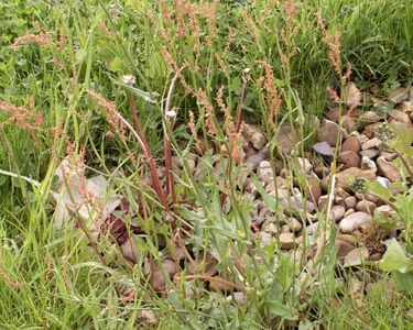 Common sorrel growing in the UK