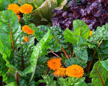 Alternative text should describe the visual content of the image.