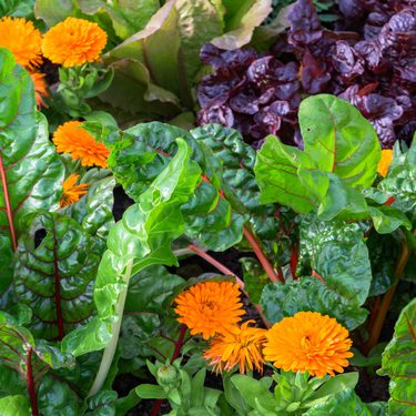 Alternative text should describe the visual content of the image.