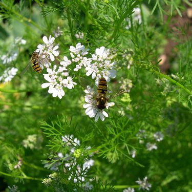A flowering coriander plant that has attracted bees.
