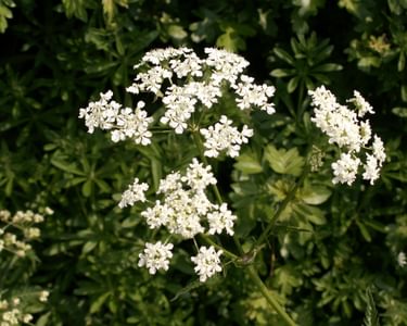 Cow parsley in flower