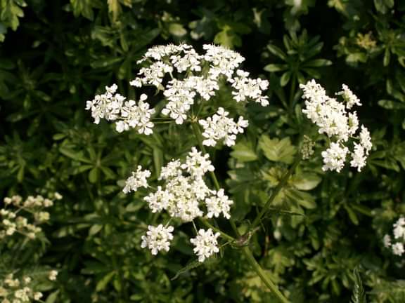 Cow parsley in flower
