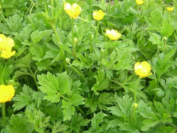 Creeping buttercup in flower
