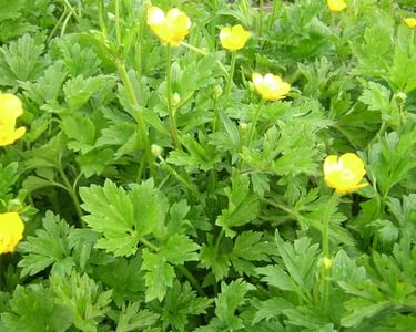 Creeping buttercup in flower