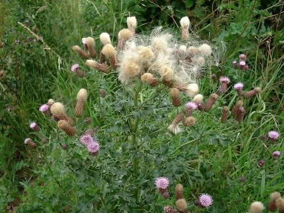 Creeping Thistle