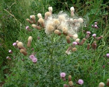 Creeping Thistle