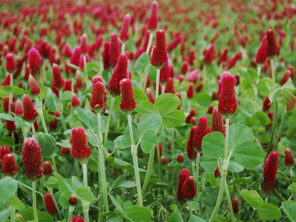 Crimson Clover