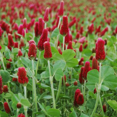 Crimson Clover