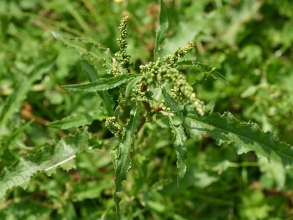 The curled dock occurs in arable and meadowland, waste places, on sand dunes, and shingle.