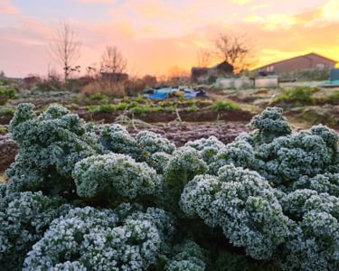 Frozen Curly Kale