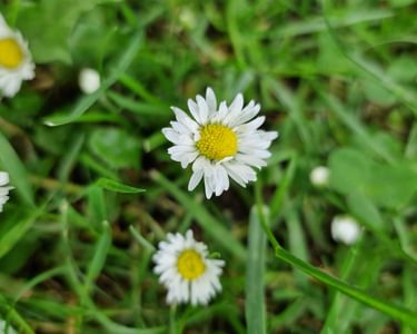 Alternative text should describe the visual content of the image.