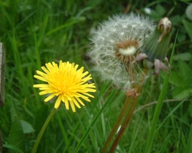 Dandelion in flower next to one that's done to seed