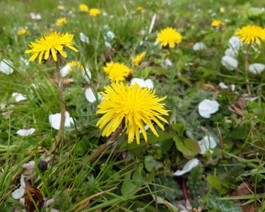 Alternative text should describe the visual content of the image.