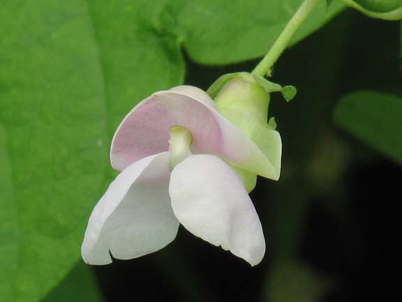 Dwarf French bean French Horticultural flower