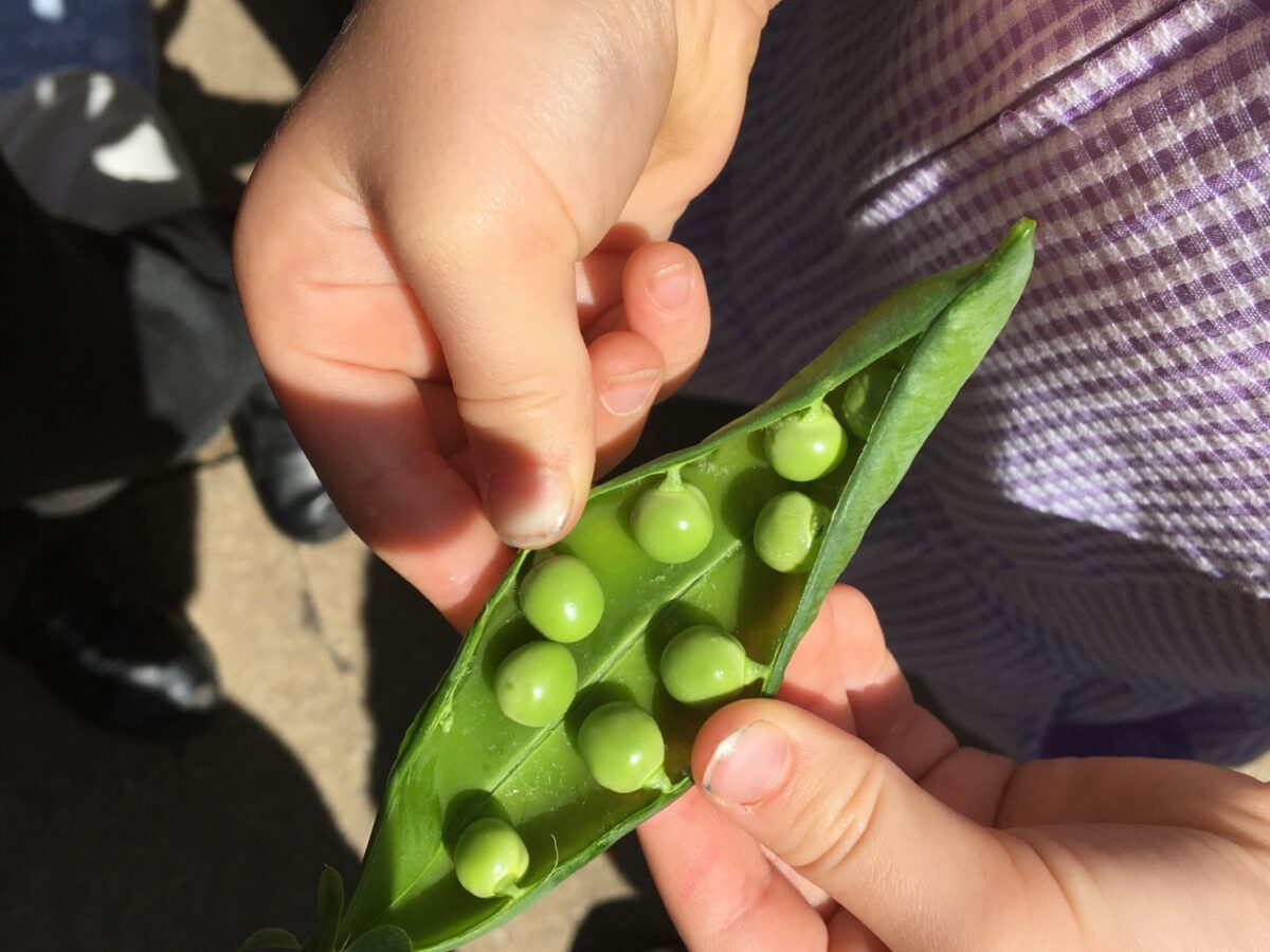 Peas growing at Edible Playground project