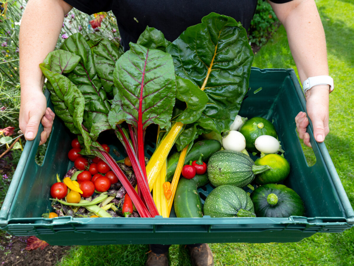 Hands holding a tray of organic vegetables including rainbow chard, tomatoes and squashes.