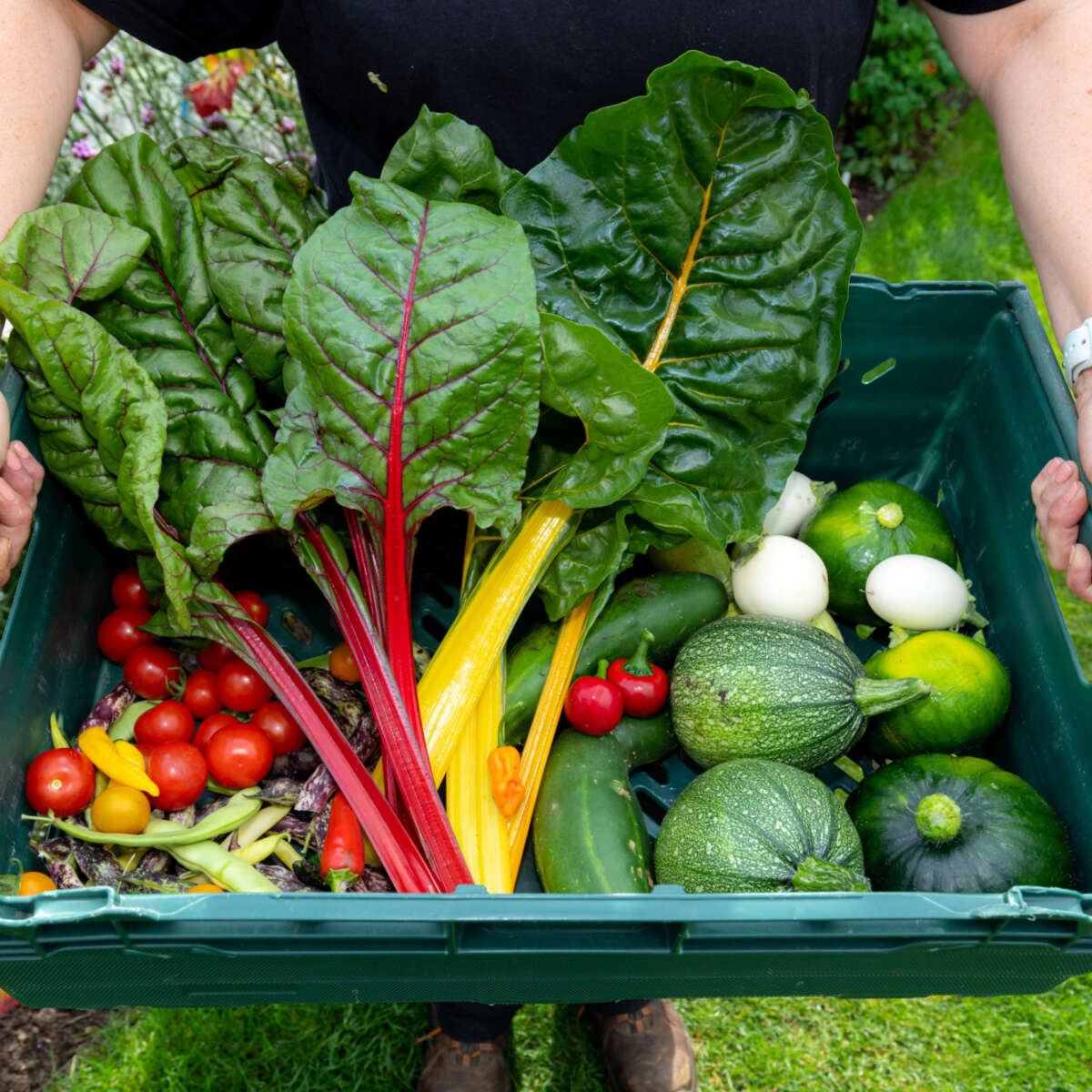 Hands holding a tray of organic vegetables including rainbow chard, tomatoes and squashes.