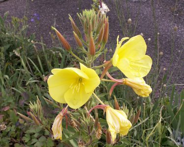 Alternative text should describe the visual content of the image.