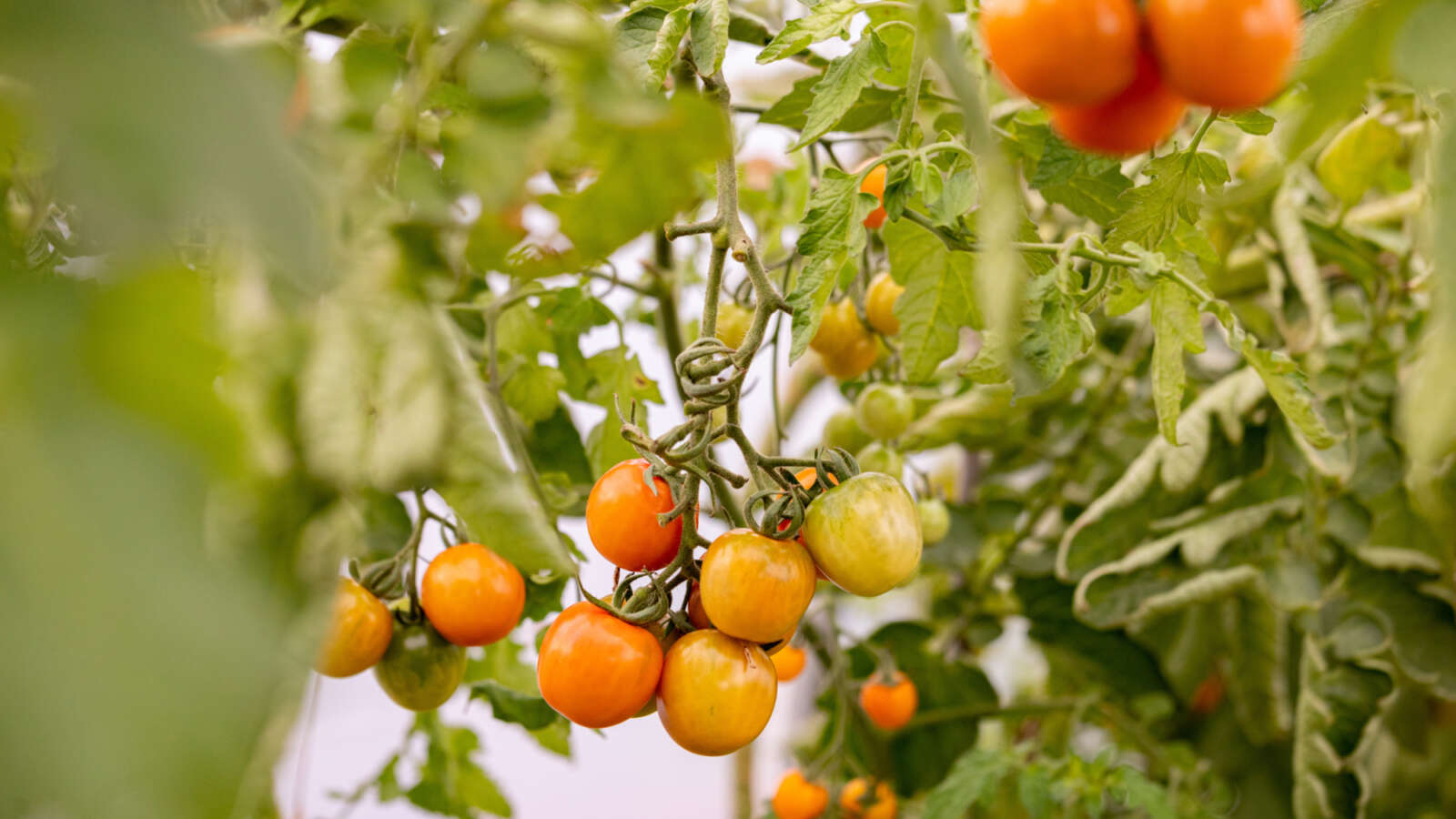 Tomato plants