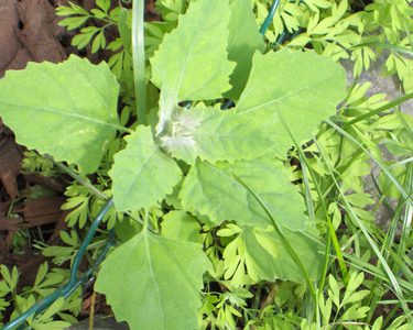 Close up of the weed fat hen