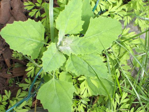 Close up of the weed fat hen