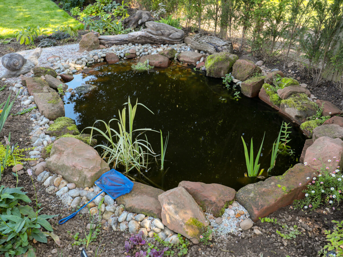 The wildlife pond in February