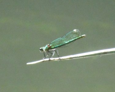 Alternative text should describe the visual content of the image.