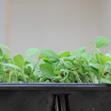 Alternative text should describe the visual content of the image.