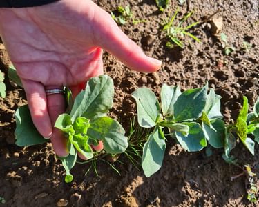 Alternative text should describe the visual content of the image.