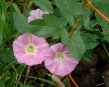 Field bindweed in flower