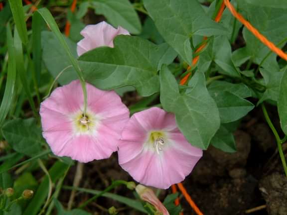 Field bindweed in flower
