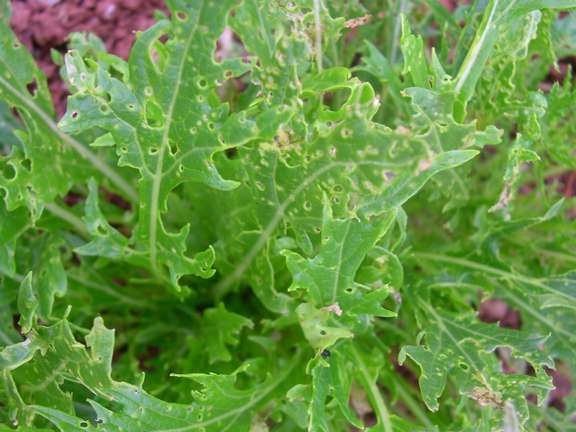 Alternative text should describe the visual content of the image.