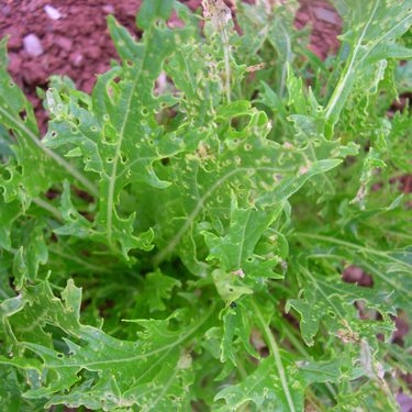 Alternative text should describe the visual content of the image.