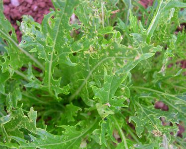 Alternative text should describe the visual content of the image.