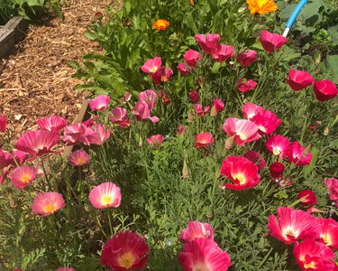 Alternative text should describe the visual content of the image.