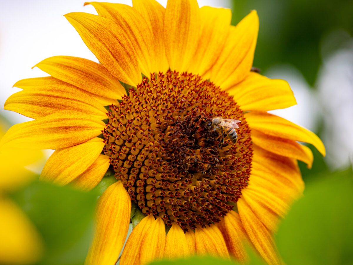 Bee hovering by a sunflower