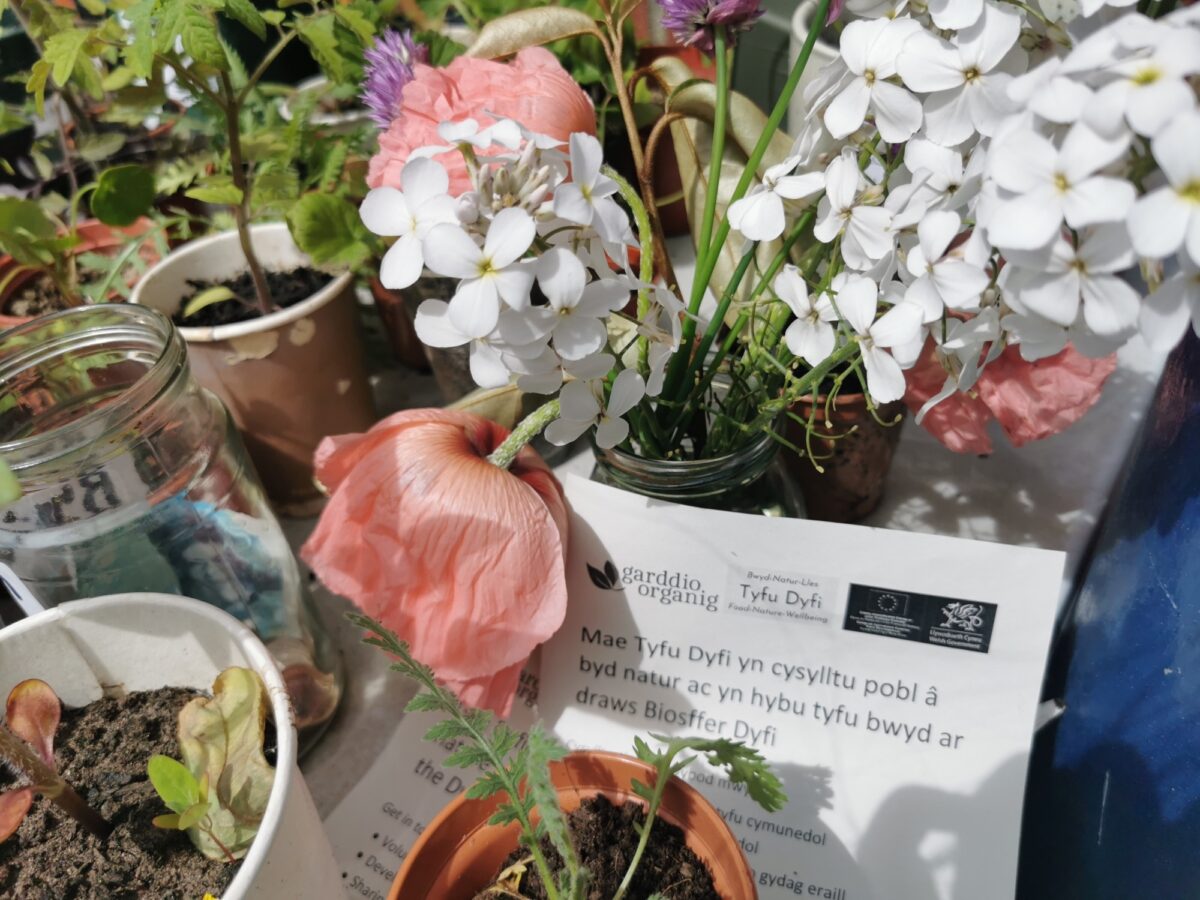 Flyers and flowers at our Master Gardeners project in mid Wales