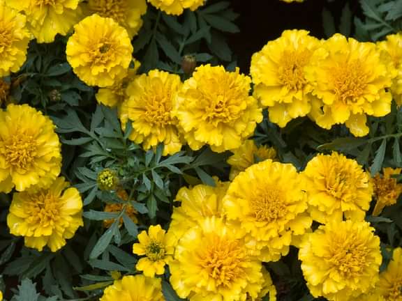 French Marigold flowers