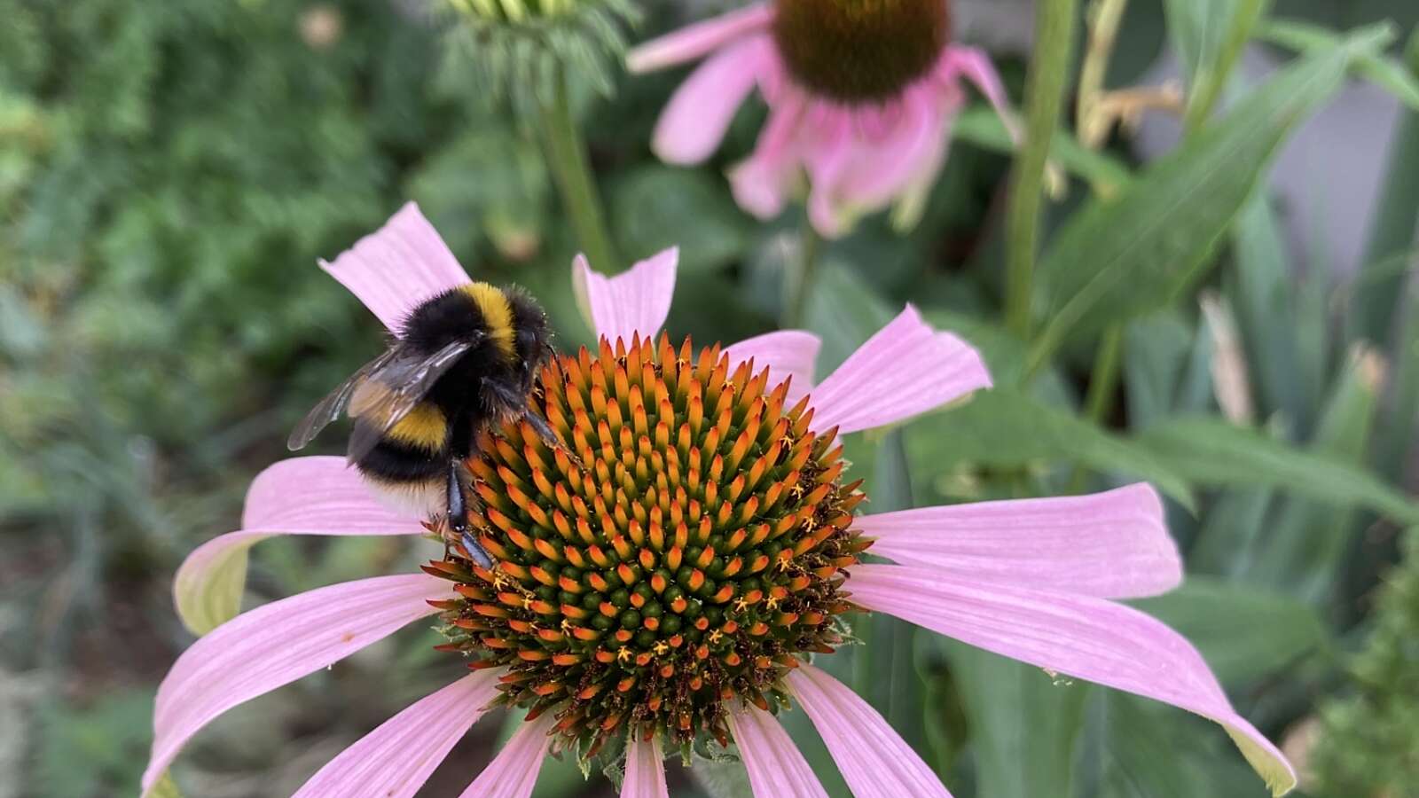 Bee resting on pink coloured echinacea