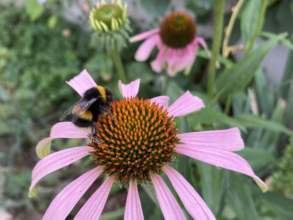 Bee resting on pink coloured echinacea