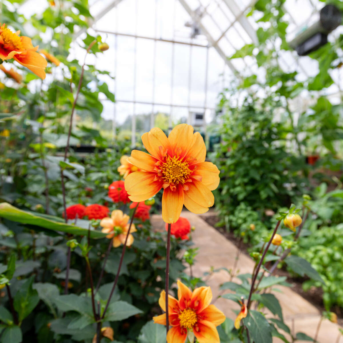 Ryton garden in June