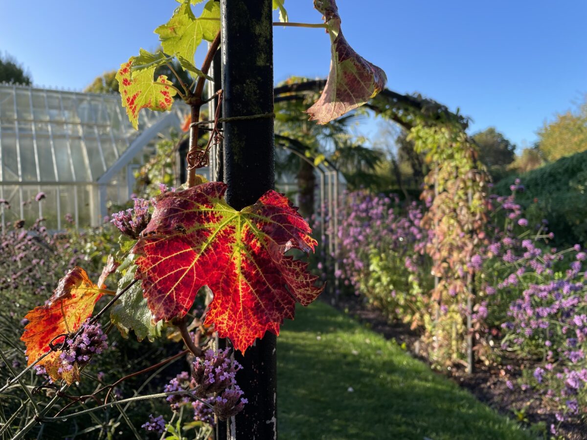 Ryton garden in November