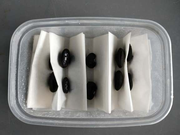Pairs of black seeds separated by tissue in a plastic tub.
