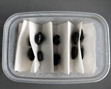 Pairs of black seeds separated by tissue in a plastic tub.