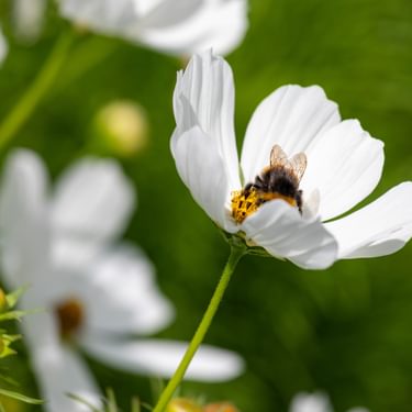 Alternative text should describe the visual content of the image.